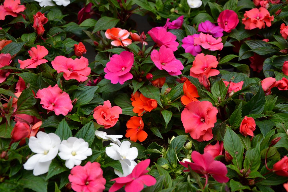 Impatiens