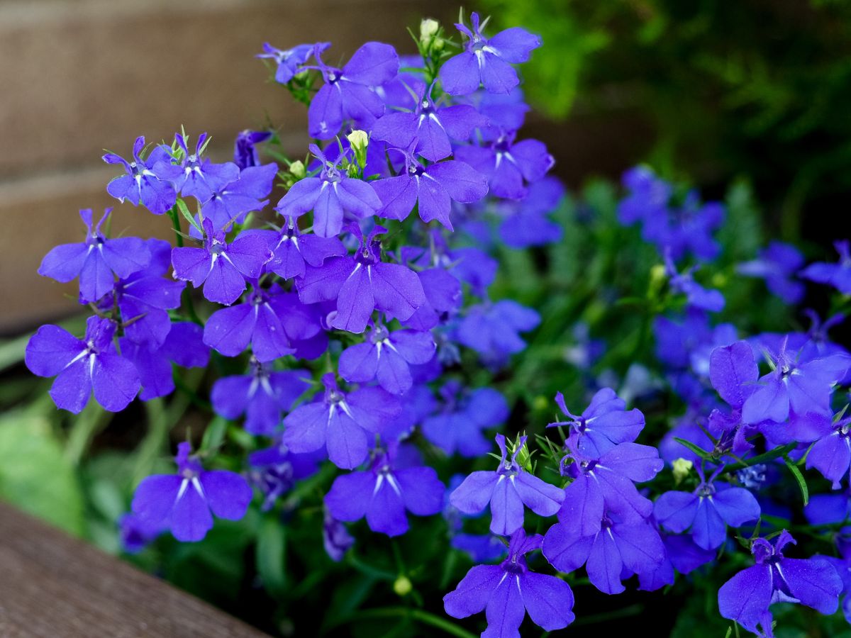 Lobelia