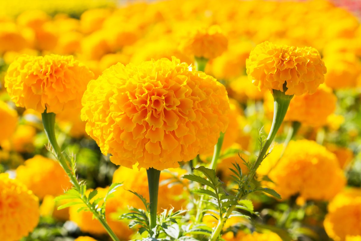 Marigolds 