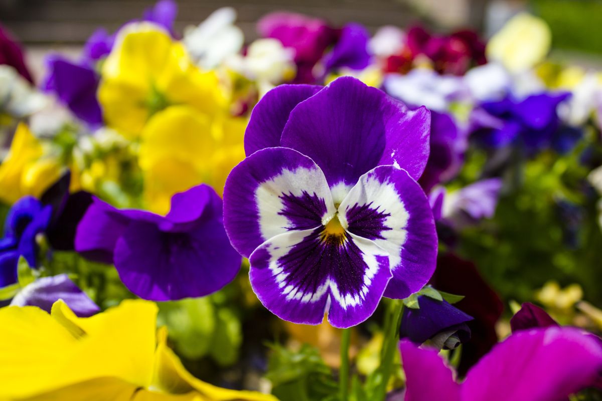 Pansy