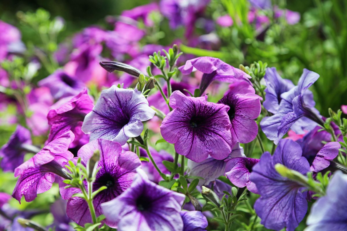 Petunias