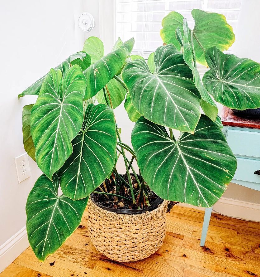 Philodendron gloriosum light requirements