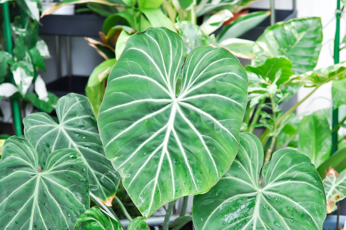 Philodendron-gloriosum