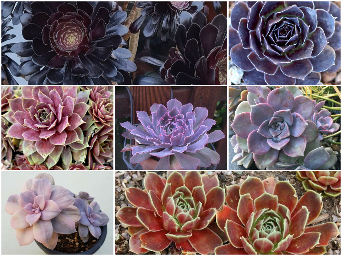 Purple Succulents are Easily Grown Stunning Beauties