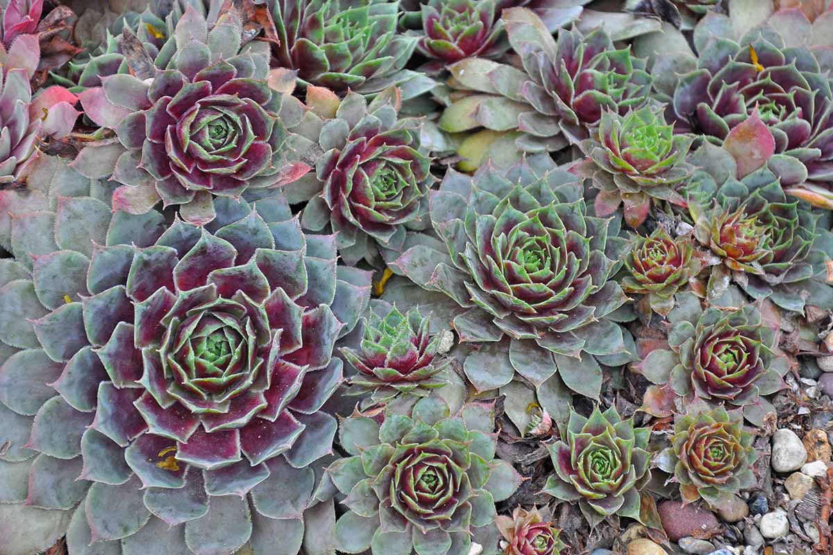 Sempervivum (Hens and chicks)