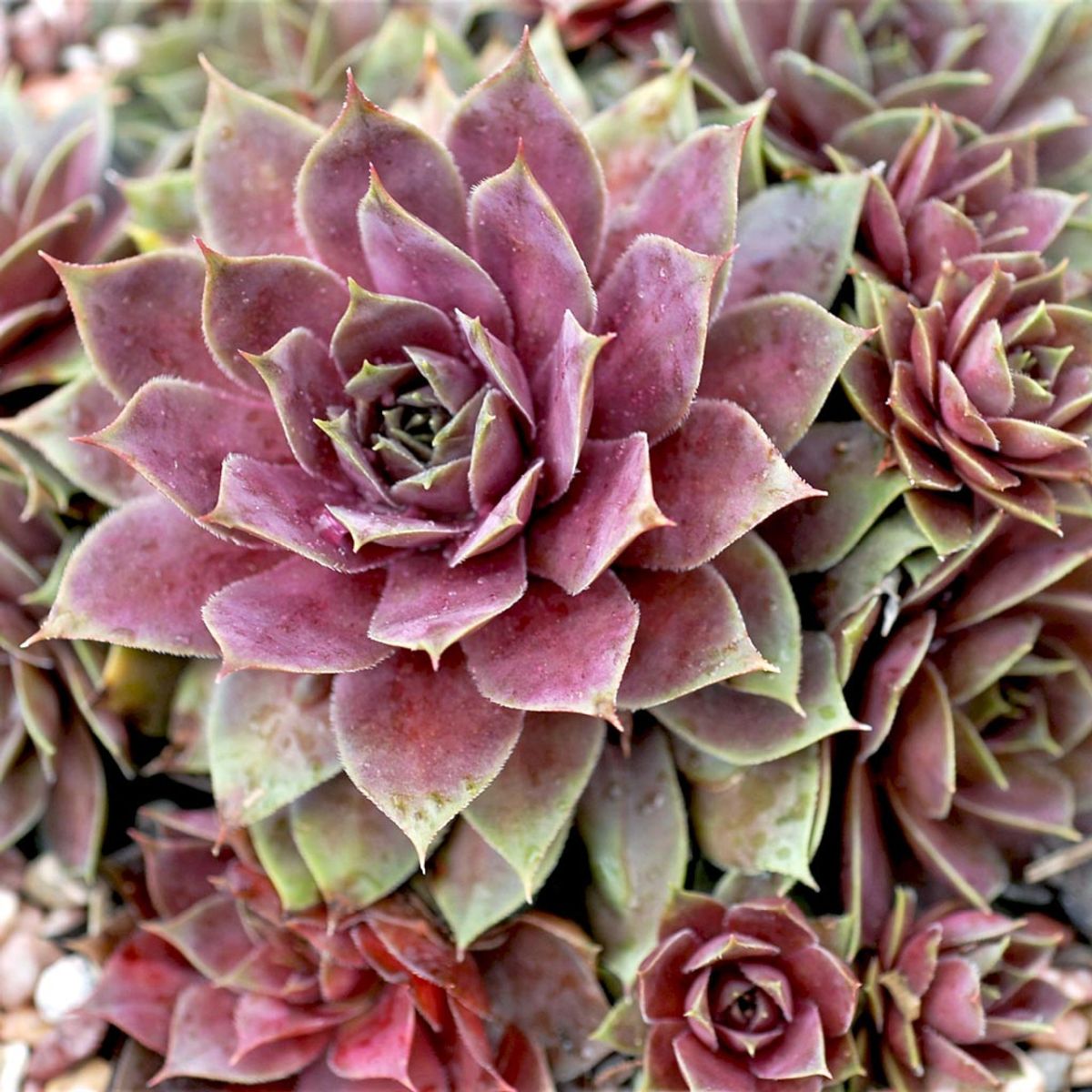 Purple Succulents are Easily Grown Stunning Beauties