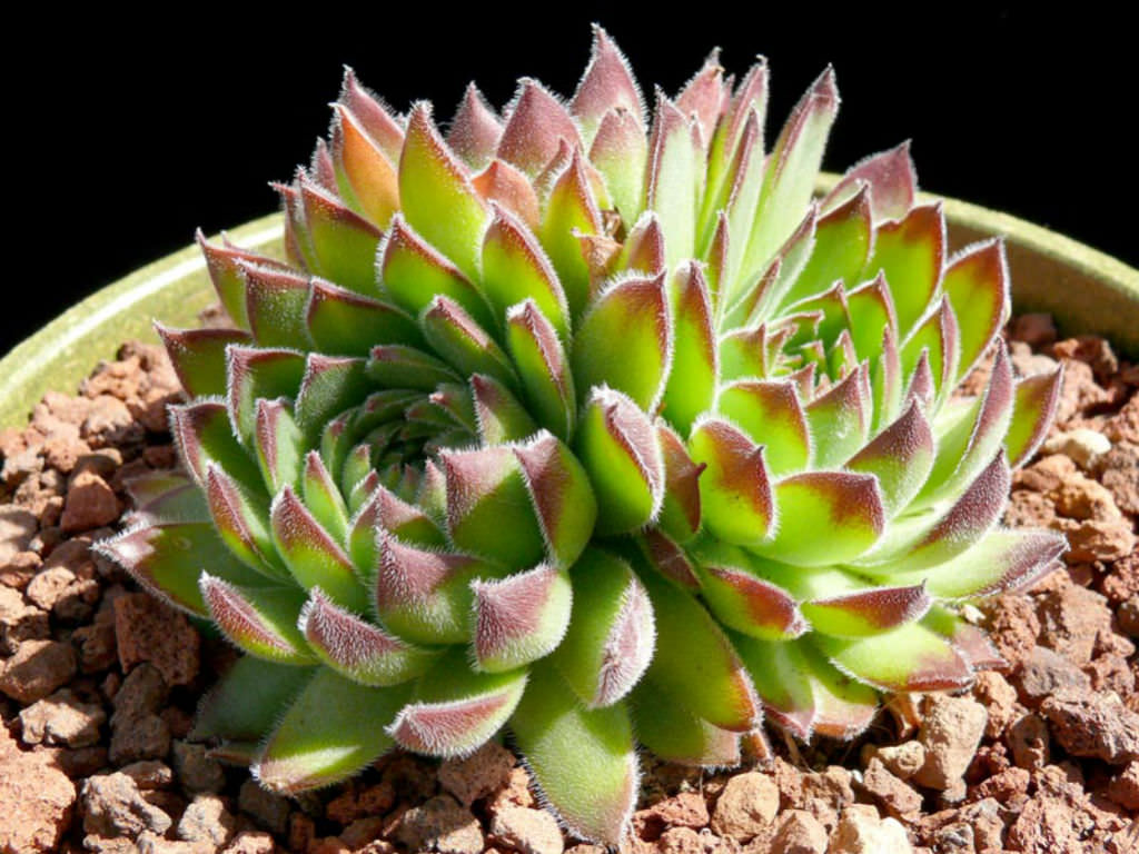 Sempervivum heuffelii