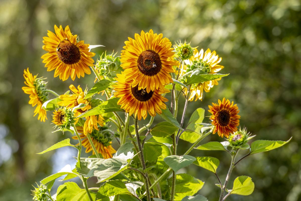 Sunflowers