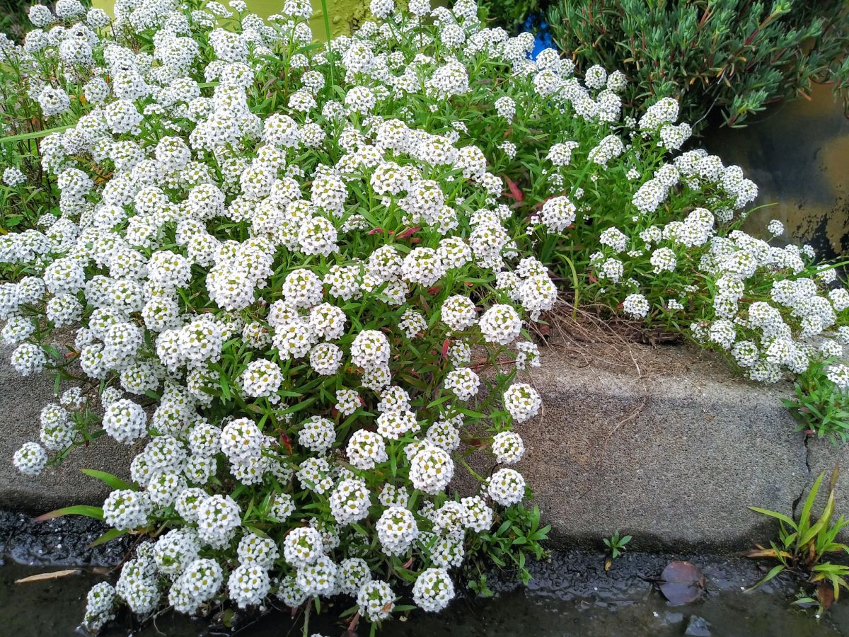 Sweet Alyssum