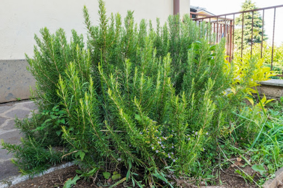 Temperature and Humidity for Healthy Rosemary
