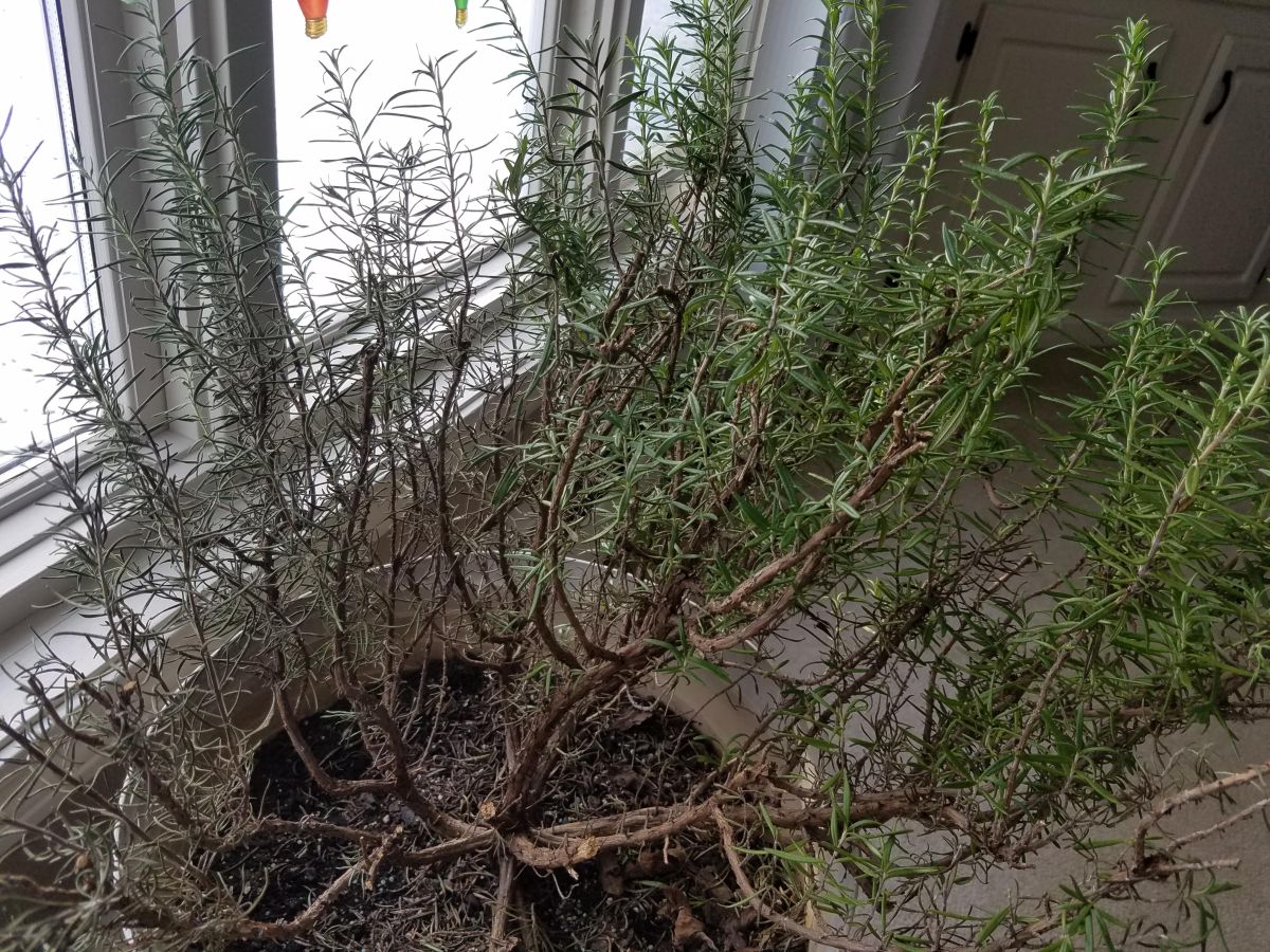 Underwatered Rosemary