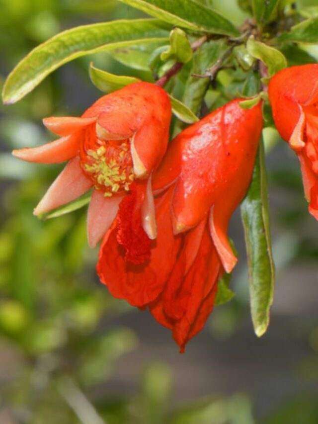How to Grow an Indoor Dwarf Pomegranate Tree
