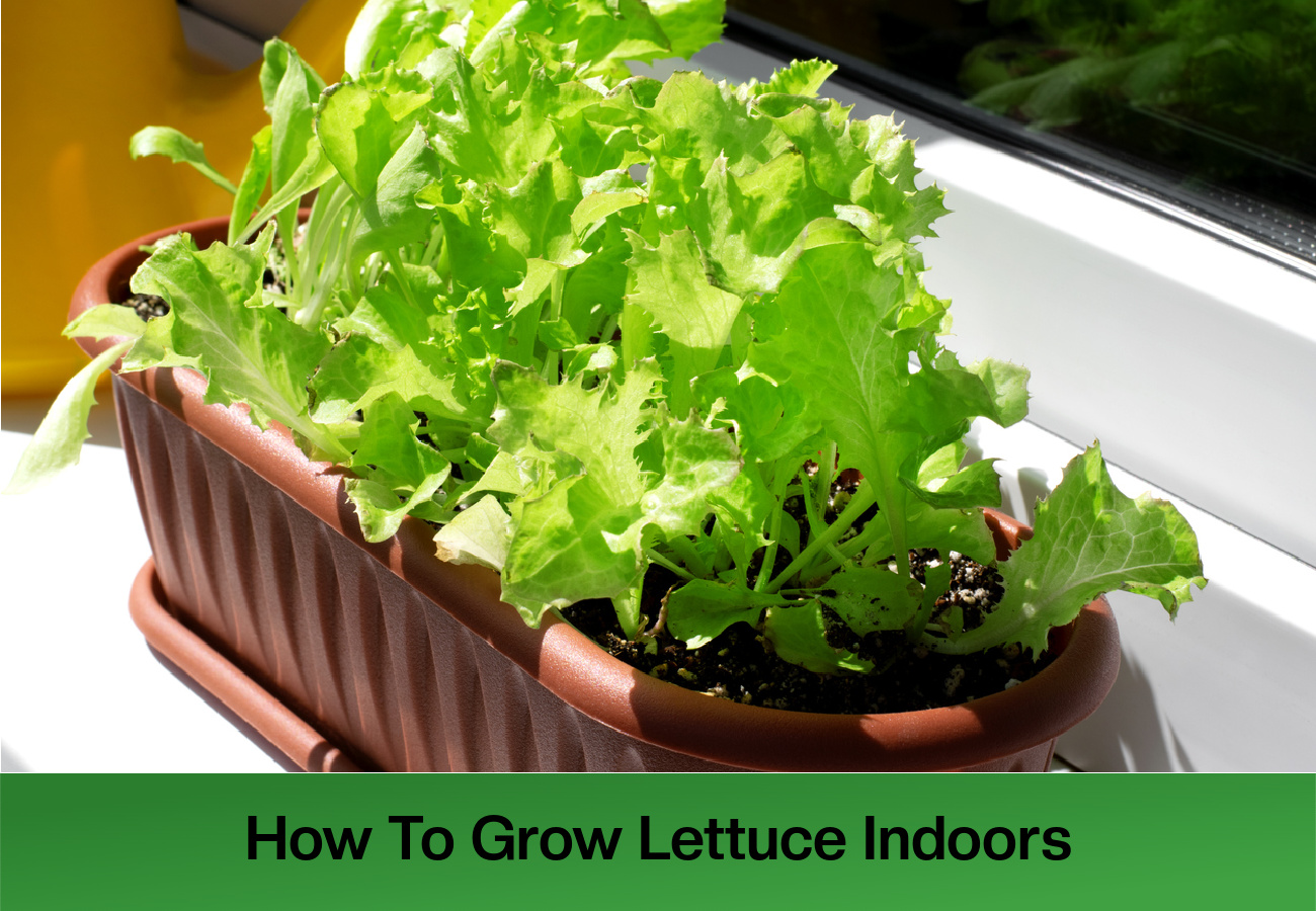 How To Grow Lettuce Indoors