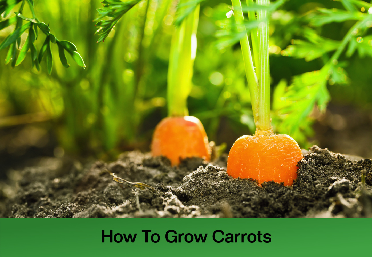 Growing carrots