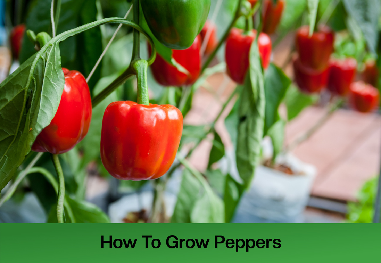 How To Grow Peppers