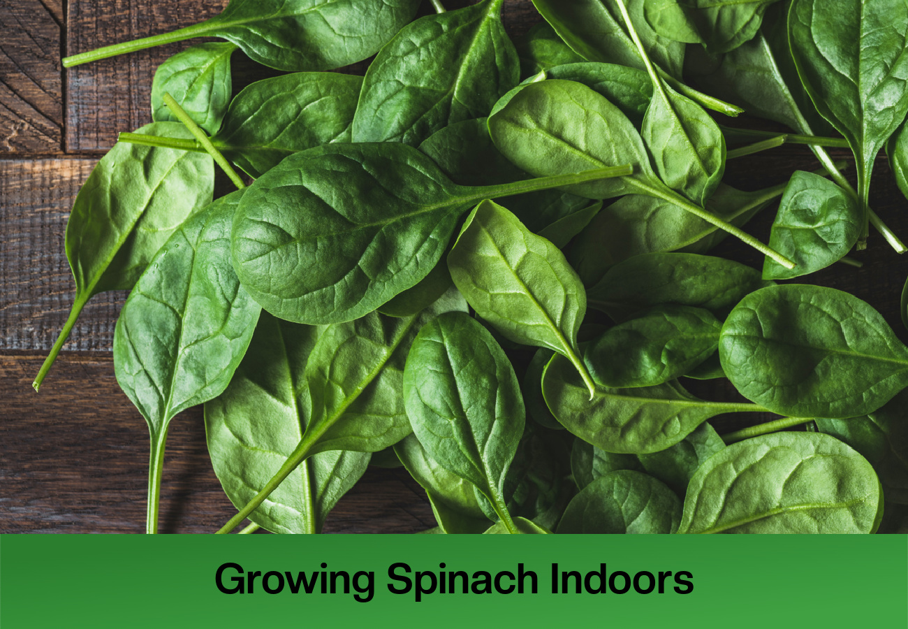 Growing Spinach Indoors