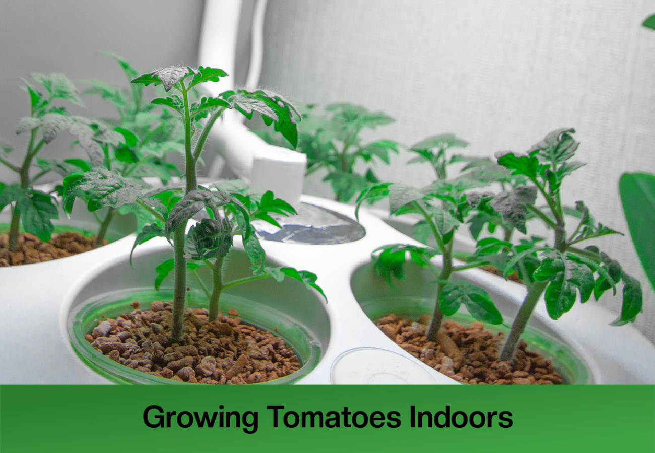 Growing Tomatoes Indoors