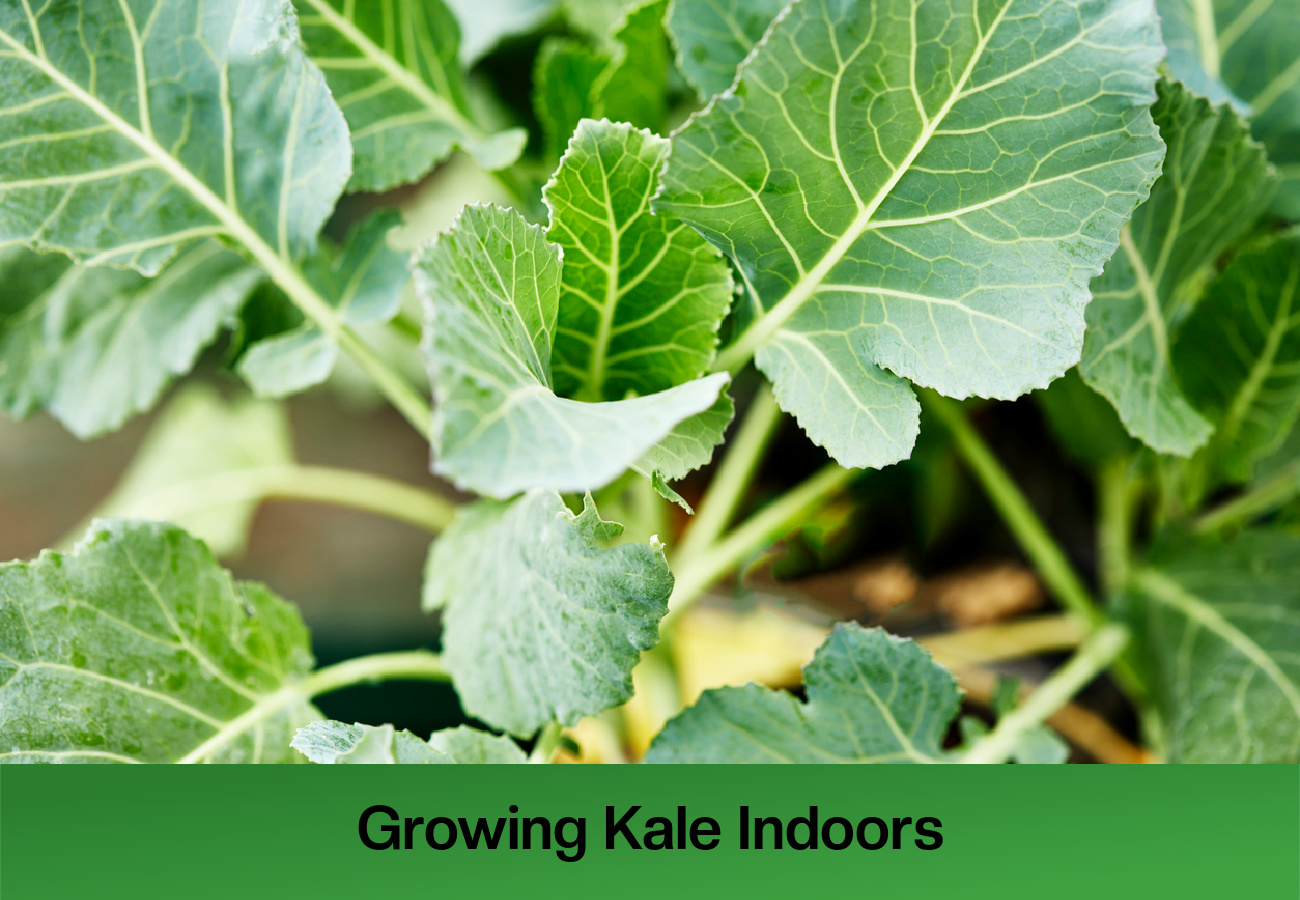 Growing Kale Indoors