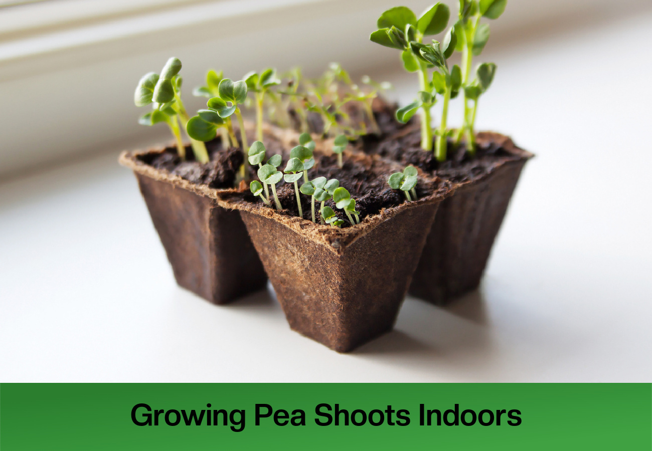 Growing Pea Shoots Indoors