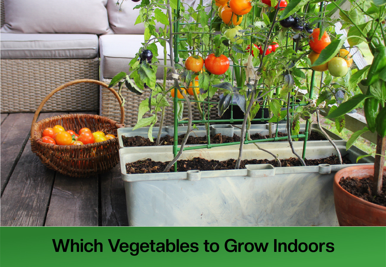 Growing deals vegetables indoors