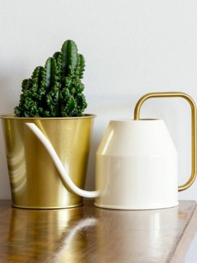 cactus watering can
