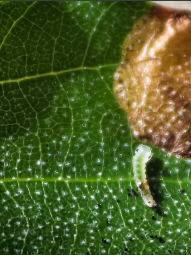 Leaf Miners: What Are They And How Do You Control Them