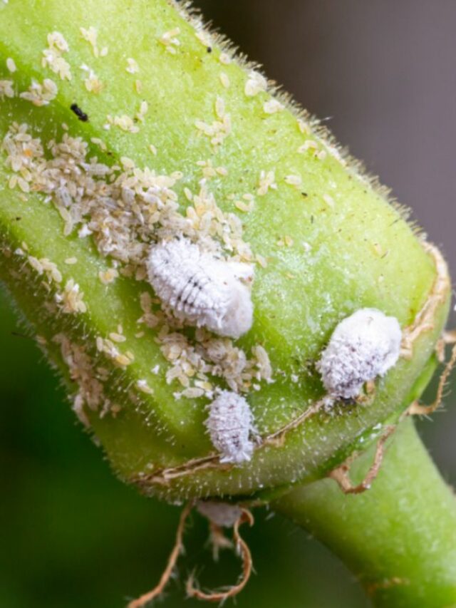 Mealybug Control and Prevention