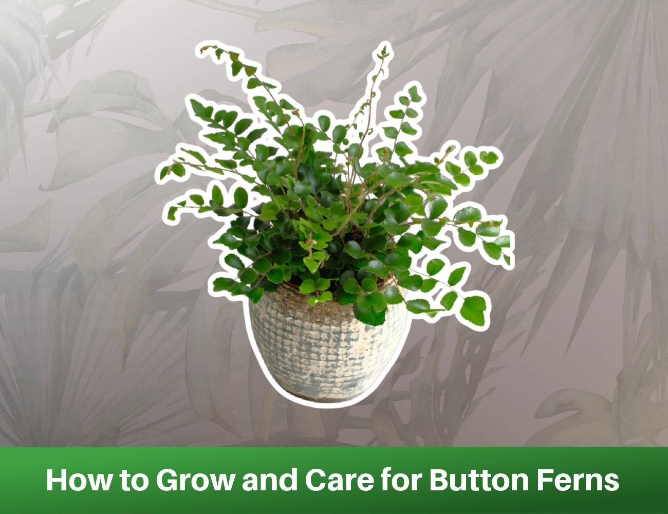 How To Grow And Care For Button Fern