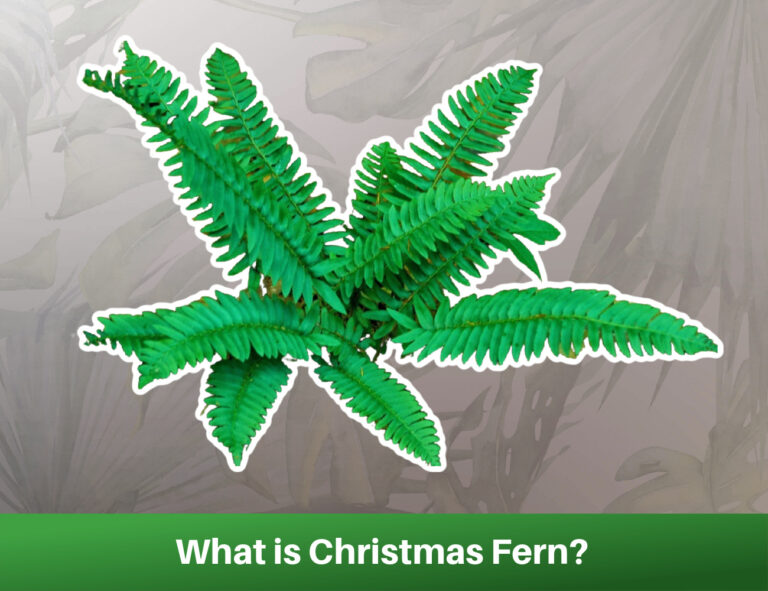 Christmas Fern(Polystichum acrostichoides):Grow and Care Guide