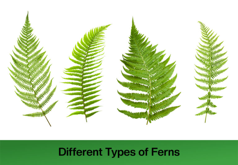 Types of Ferns To Grow Indoors