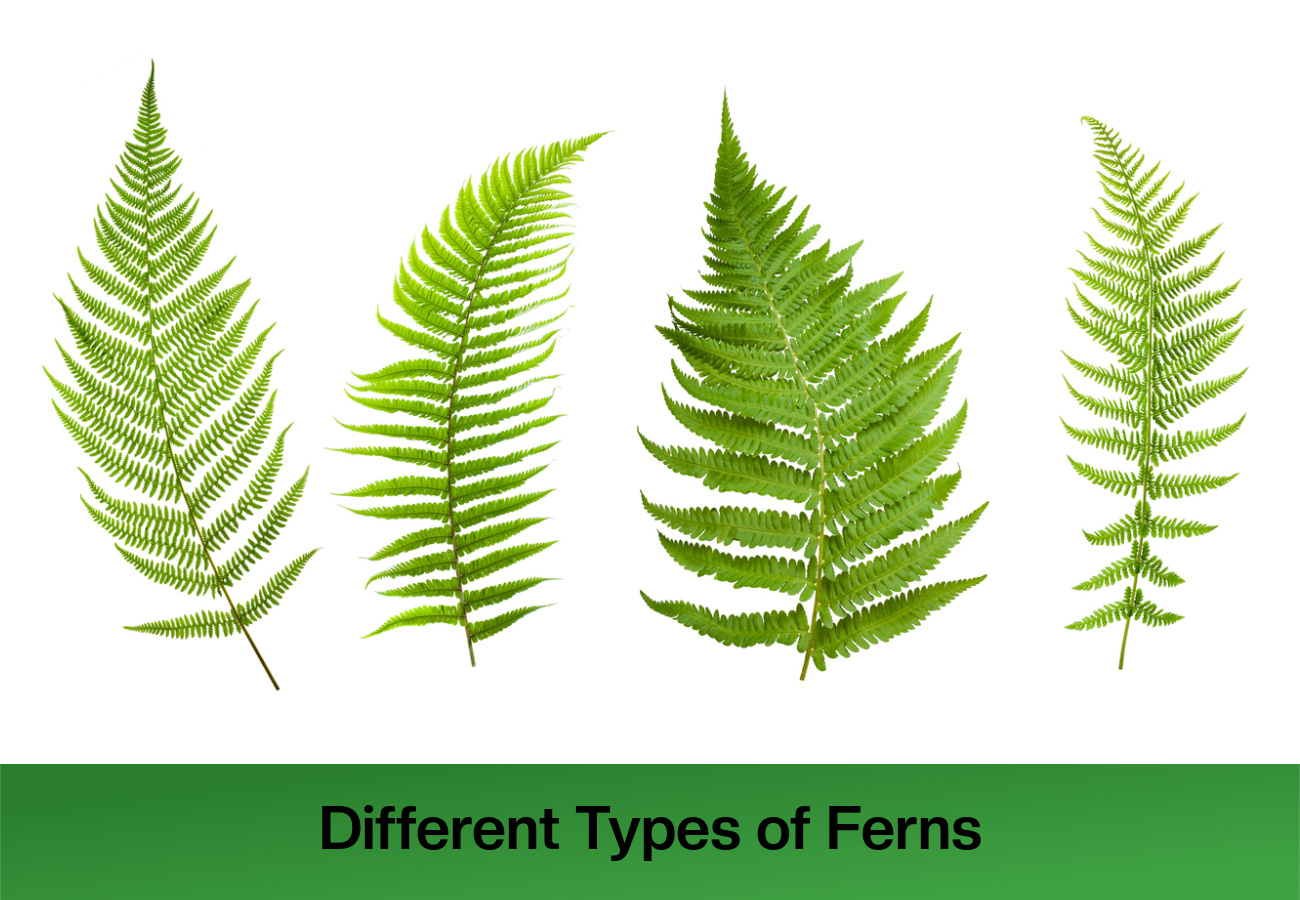 Different Types of Ferns