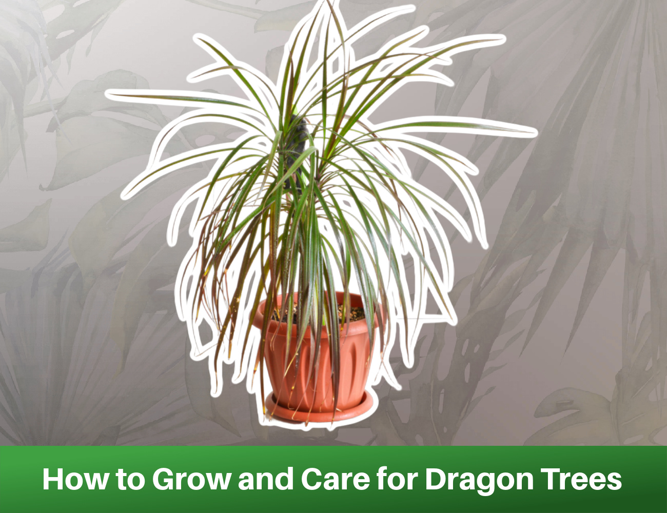 Dracaena Marginata: How to Grow Care Dragon