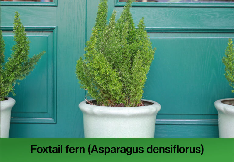 how to care for foxtail fern in winter
