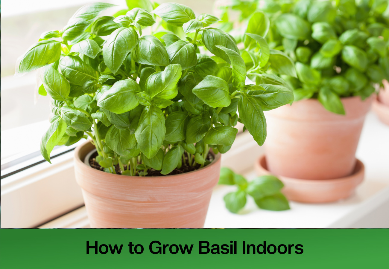 Grow basil indoor