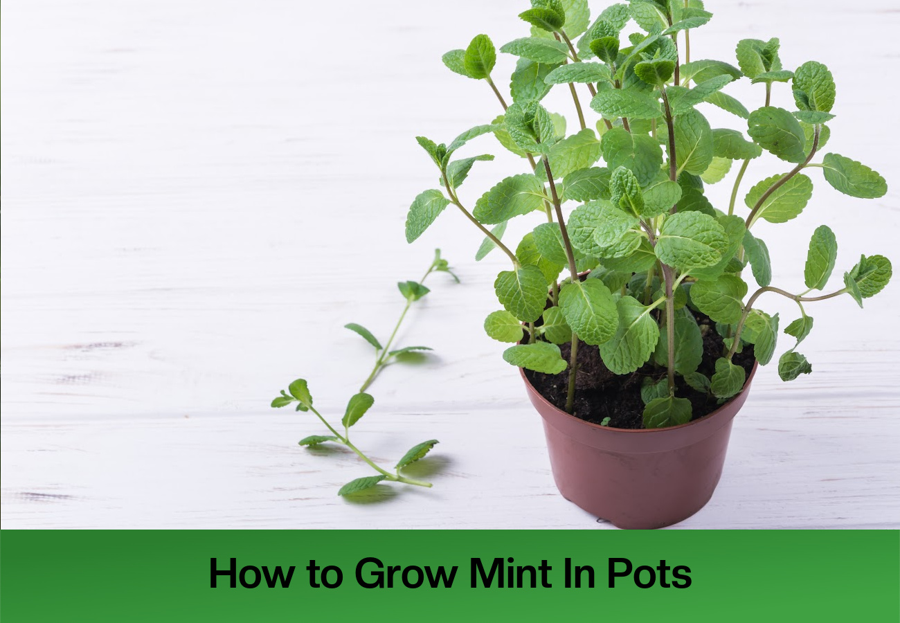 mint in pots