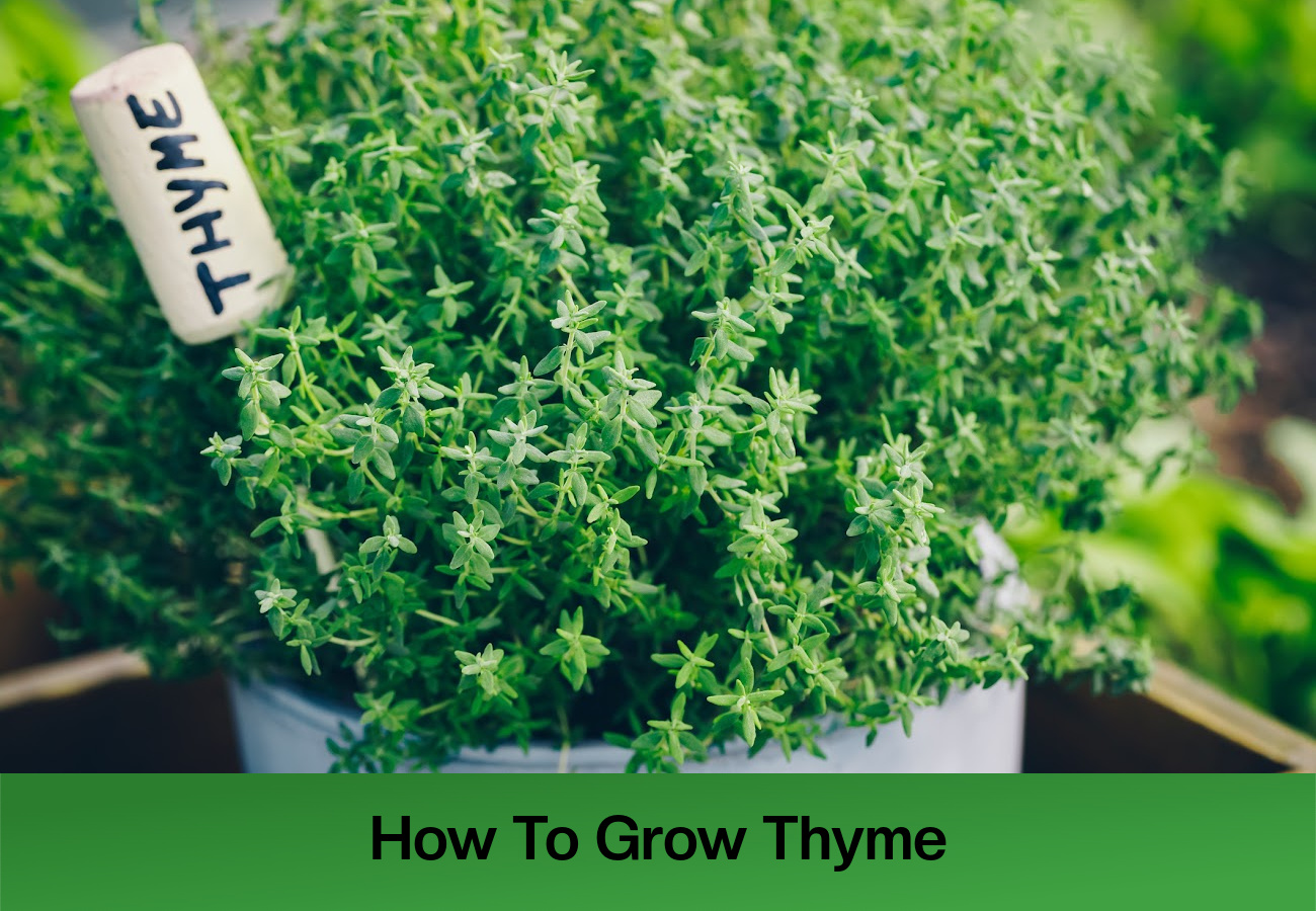 How To Grow Thyme