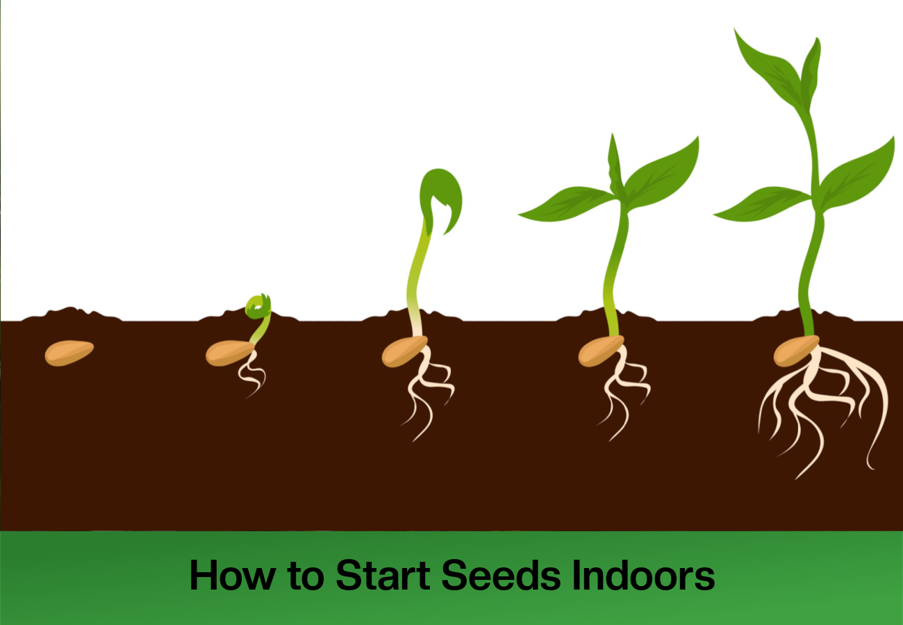 How to Start Seeds Indoors