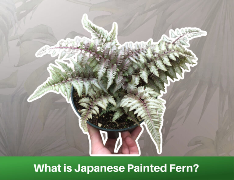 Japanese Painted Fern How To Grow and Care
