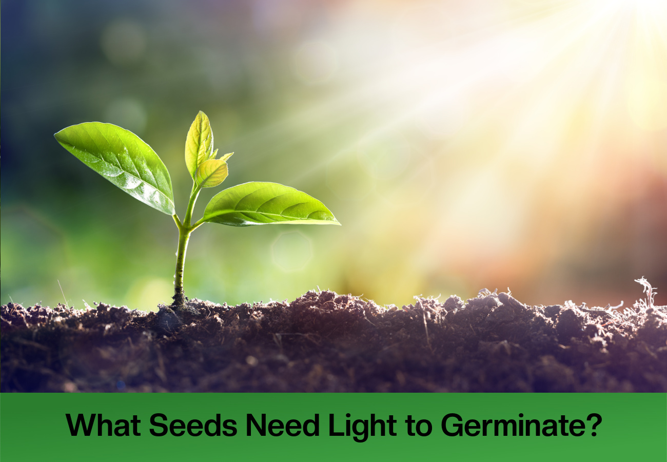 What Seeds Need Light to Germinate?