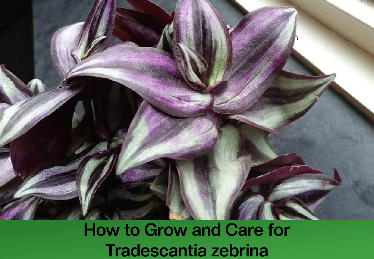 to Grow and Tradescantia zebrina