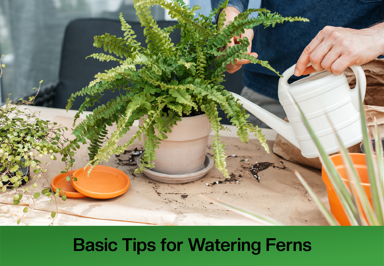 Basic Tips For Watering Ferns Houseplant Central