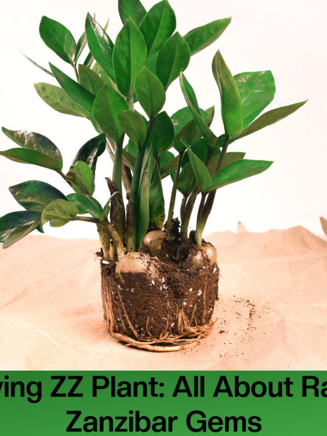 zz plant grow and care