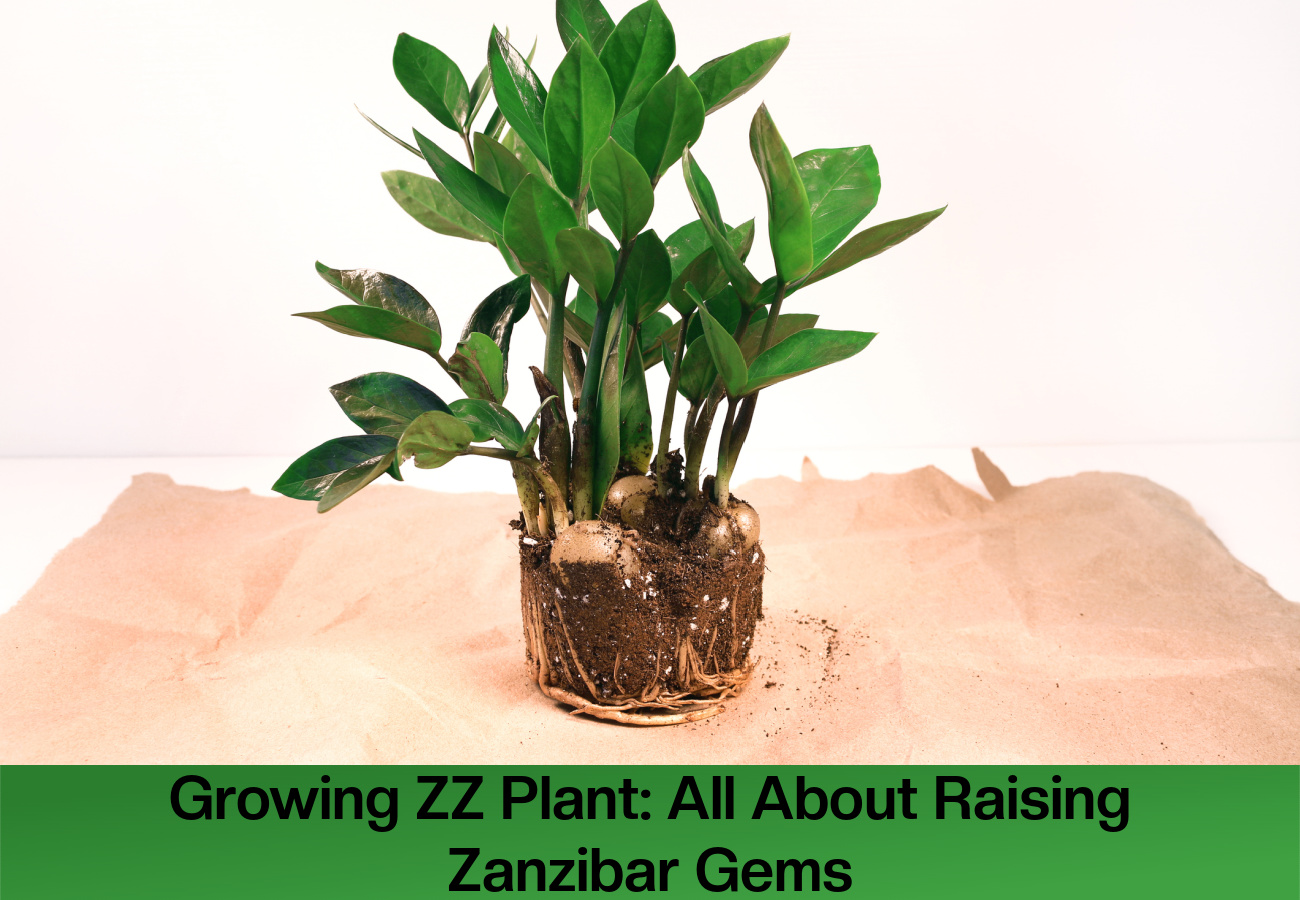 ZZ plant (Zamioculcas zamiifolia) - known as Zanzibar gem, zuzu, eternity plant, or aroid palm