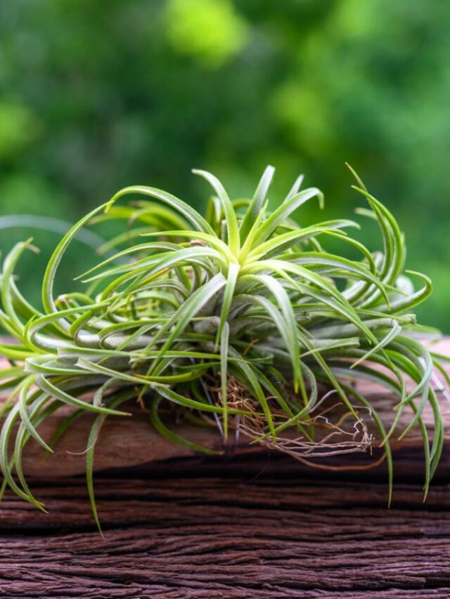 Tillandsia Air Plants: How to Grow and Care