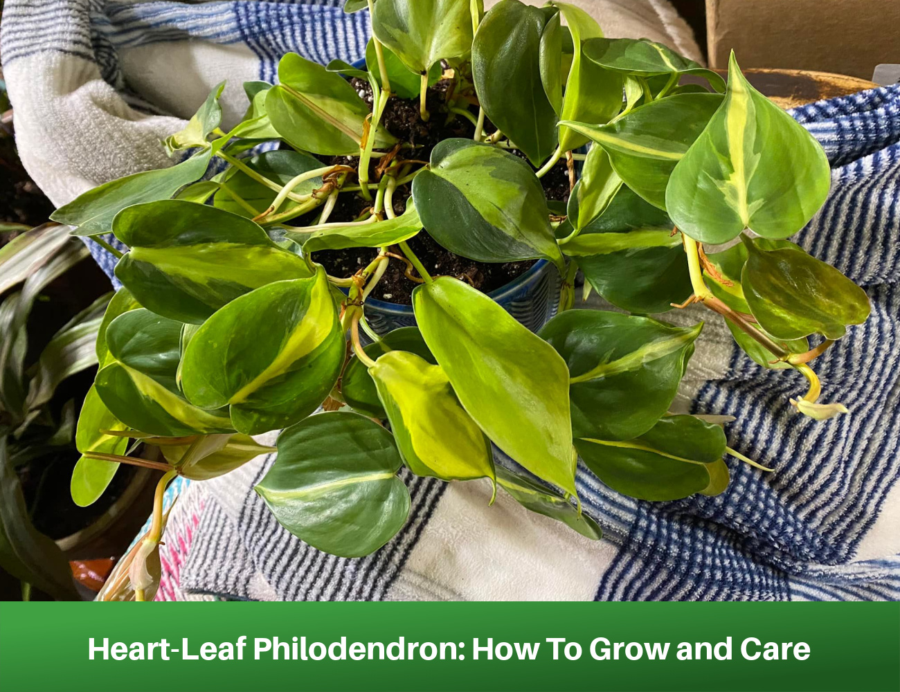 Heart-Leaf Philodendron