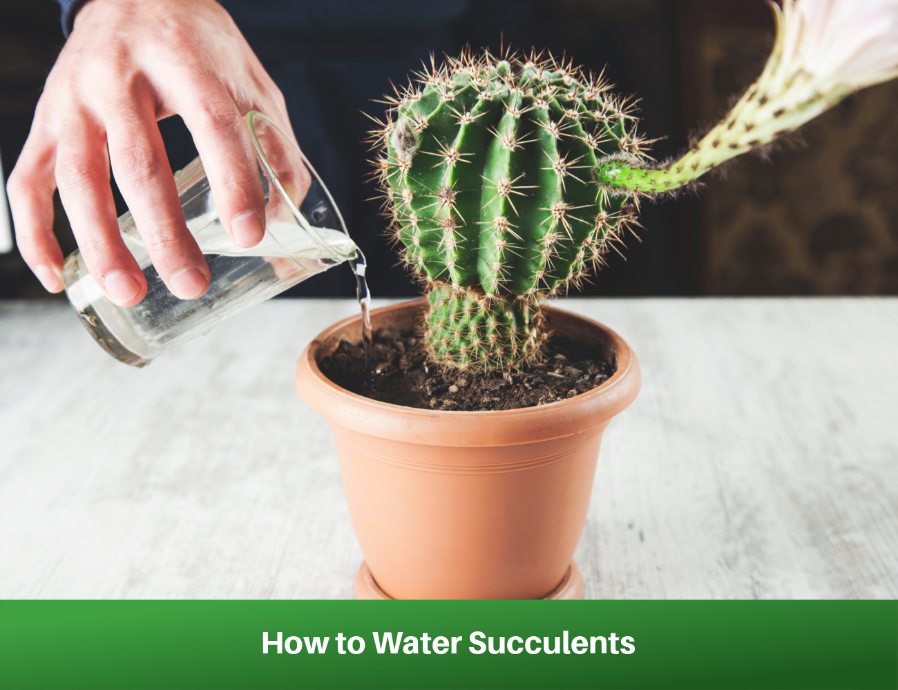 How to Water Succulents