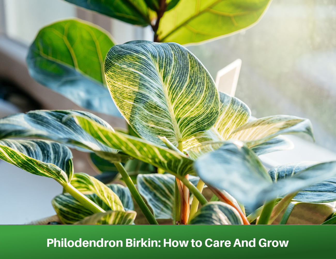 Care guide: Philodendron Birkin – La Green Touch