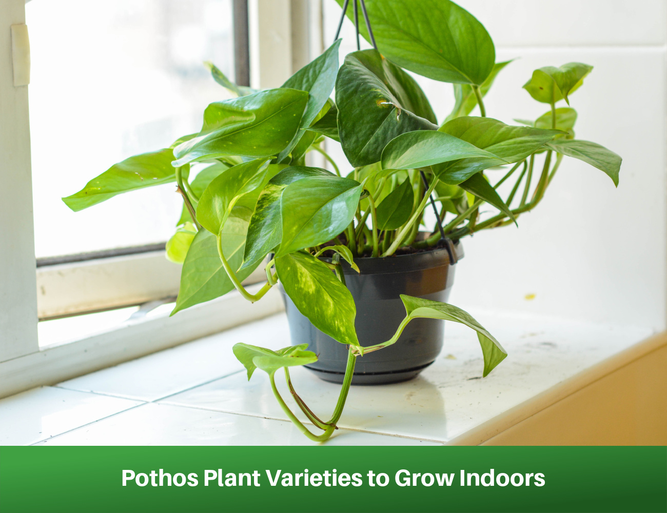 Pothos Plant Varieties to Grow Indoors