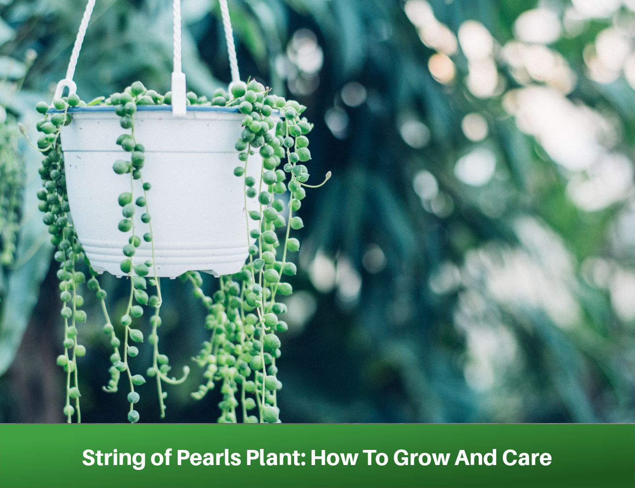 String of Pearls Plant:How To Grow And Care