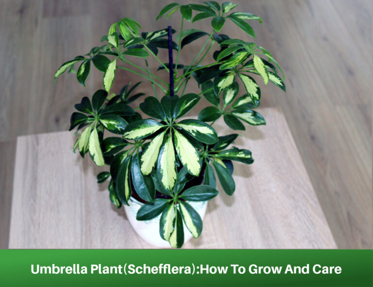 Umbrella Plant(Schefflera)How To Grow And Care